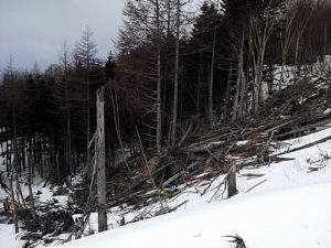 富士山４合目でなぎ倒された樹や標識