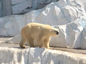 北極熊（ホッキョククマ）