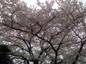 桜を撮影してみました。