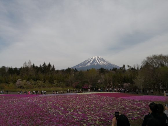 富士芝桜まつりへ行ってきました
