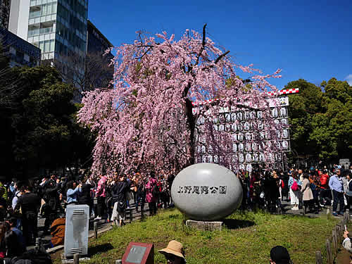 上野恩賜公園の入口にある桜